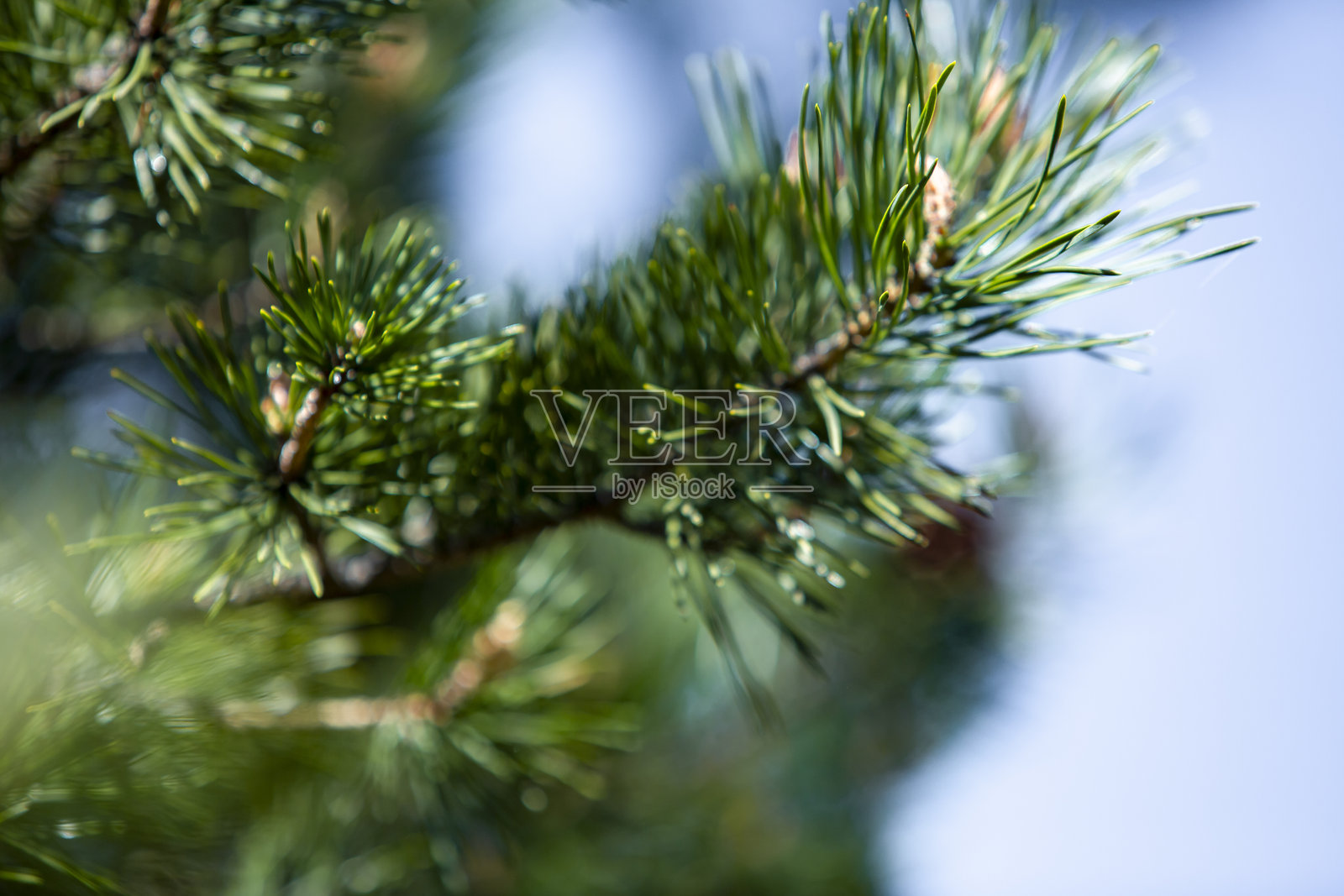 自然环境中松树的特写照片摄影图片