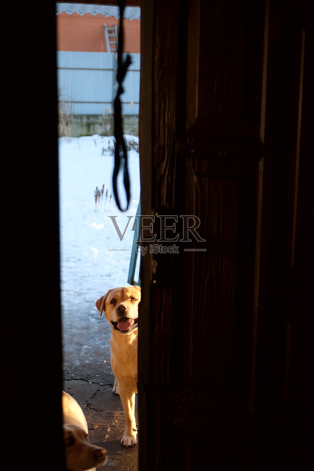 拉布拉多犬照片摄影图片