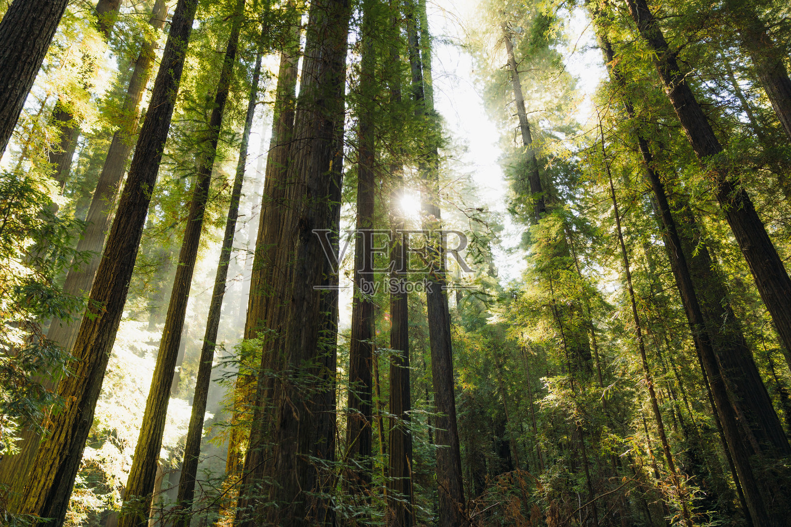 柔和晨光下的红木森林低角度视图照片摄影图片