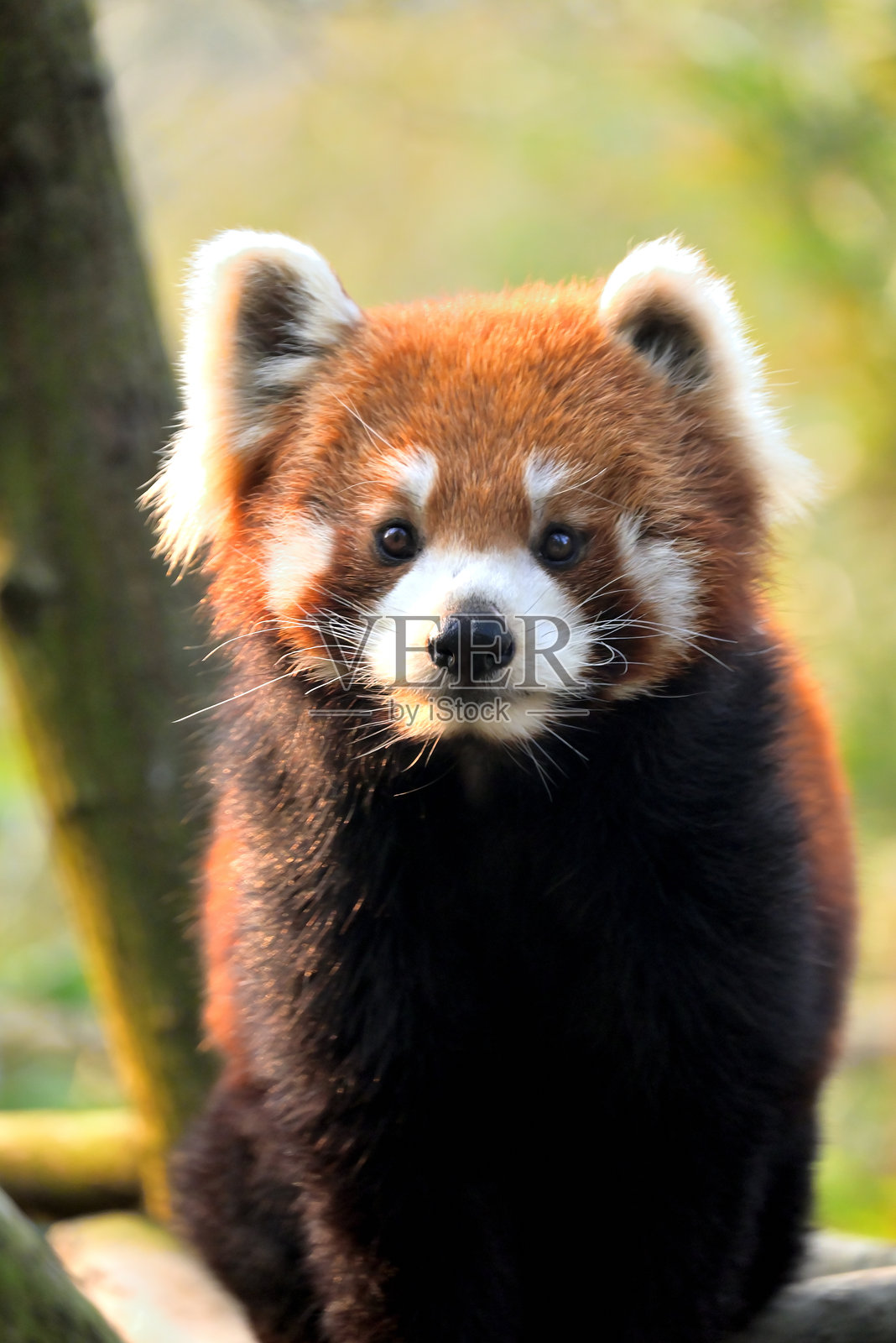 2024年秋季的成都照片摄影图片