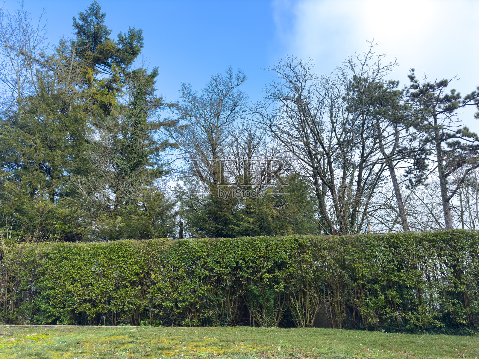 郁郁葱葱的绿篱围绕着宁静的花园,蓝天清澈。照片摄影图片
