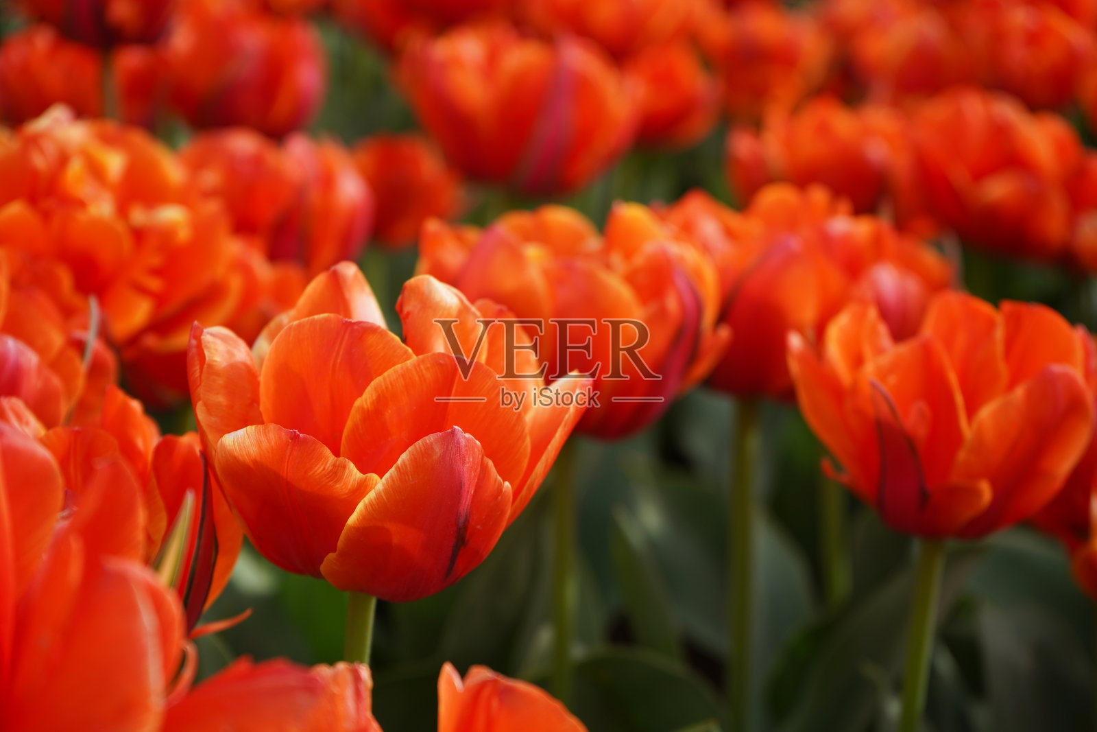 春天的花朵照片摄影图片