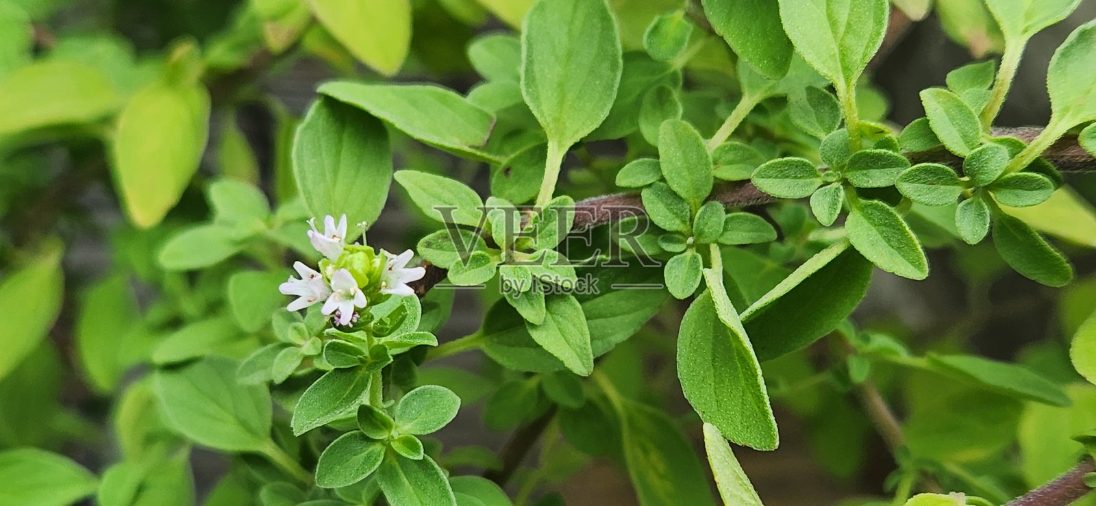 牛至花序(Origanum vulgare)由小的淡紫色或粉色花朵组成,密集地簇生,散发出特有的香气,吸引授粉者。照片摄影图片