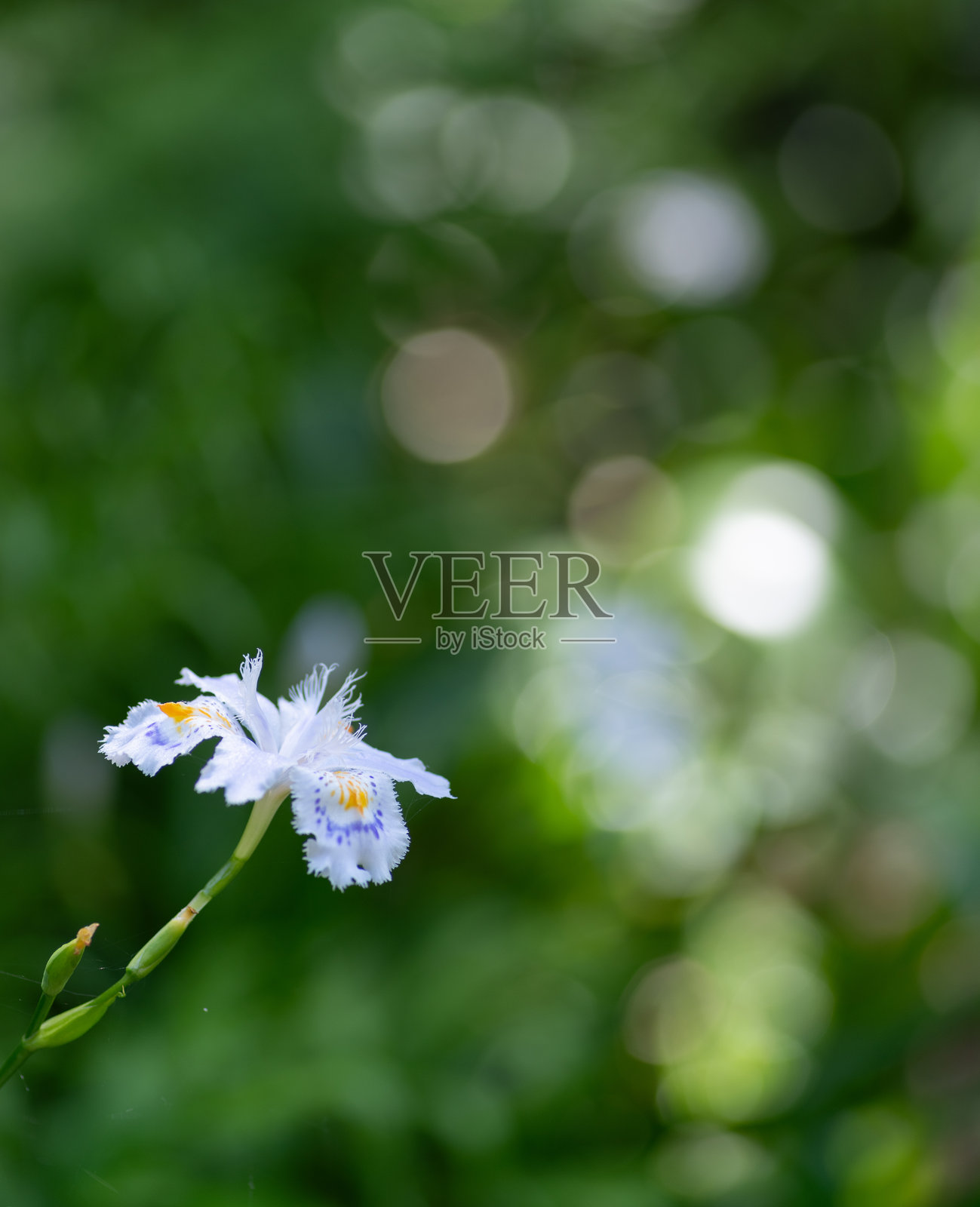 美丽的日本鸢尾花照片摄影图片