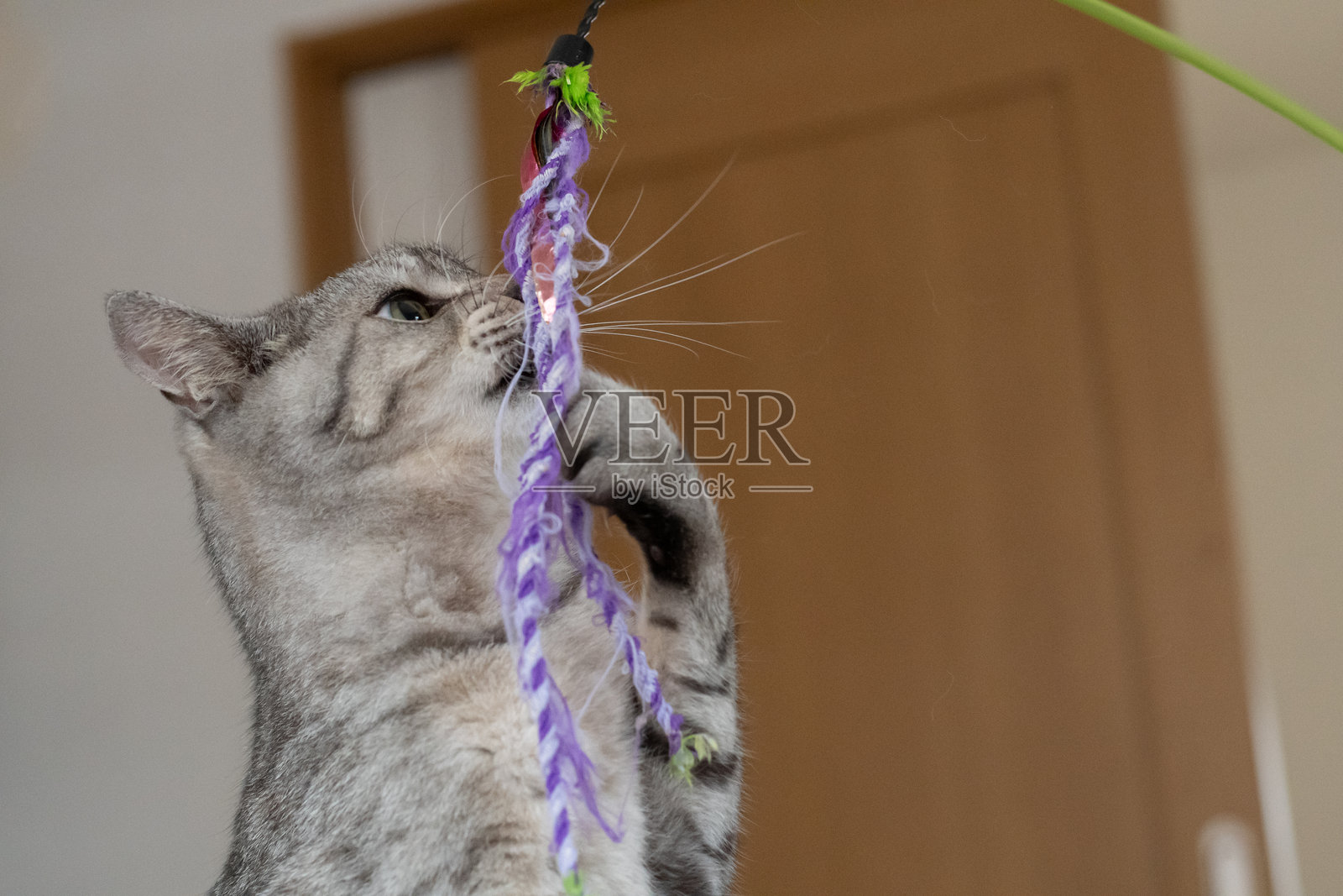 可爱的猫咪在玩玩具照片摄影图片