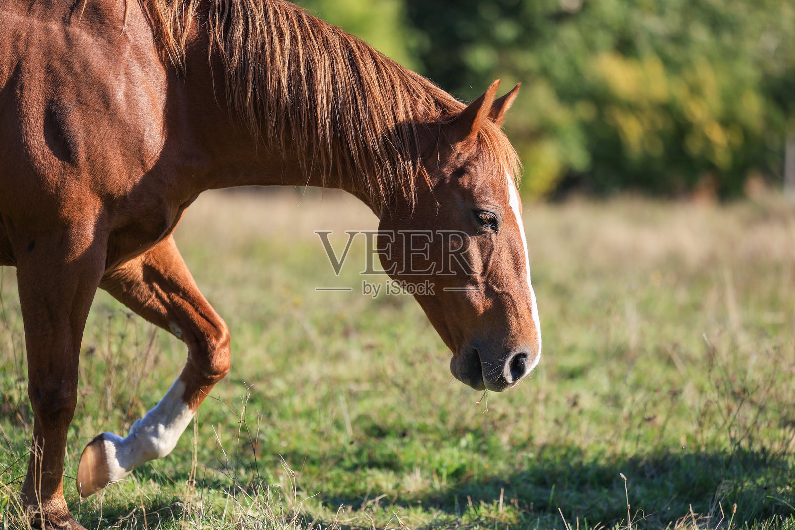 红色纯种马在牧场上吃草照片摄影图片