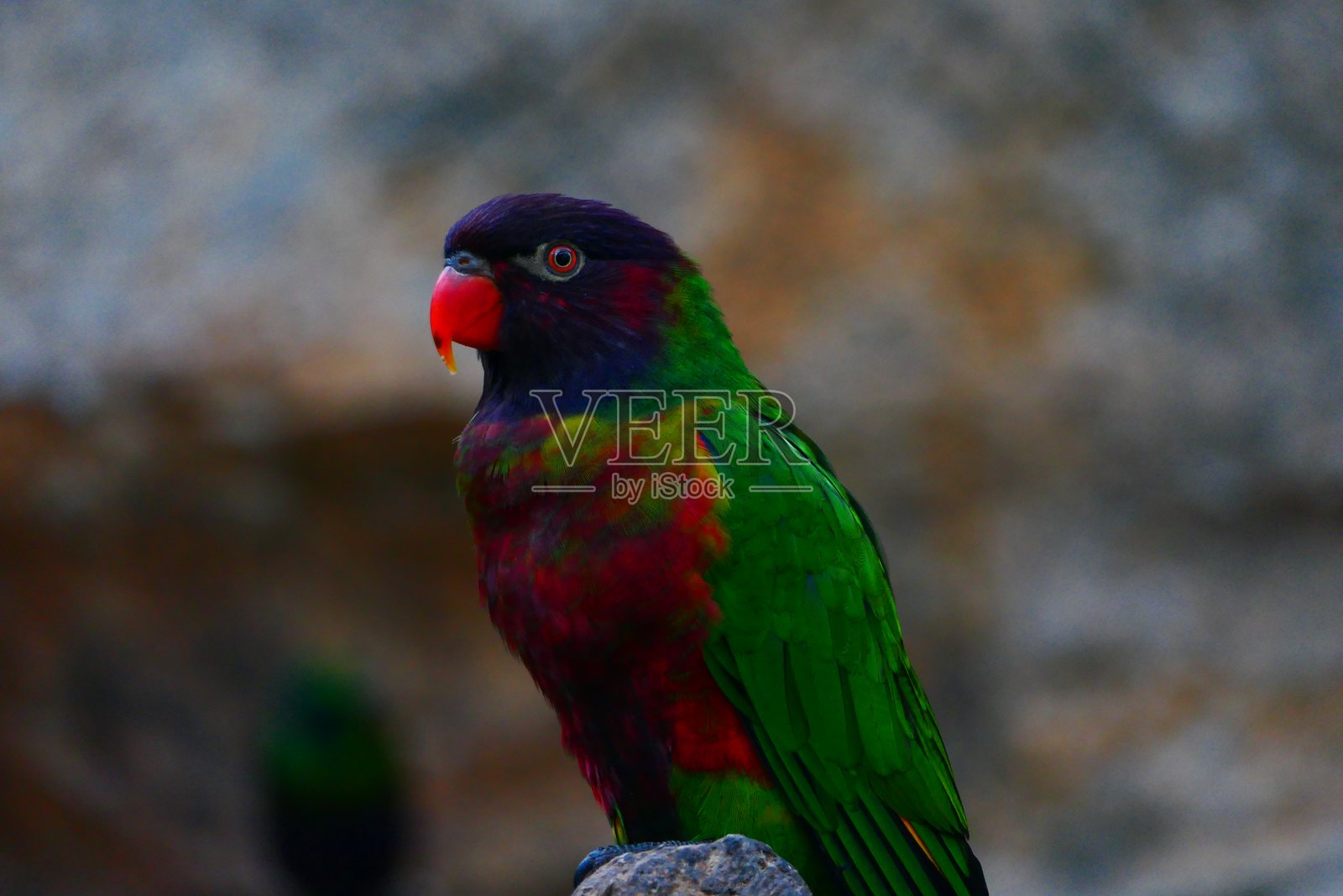 彩虹鹦鹉,也称为血舌鹦鹉,位于加泰罗尼亚的埃姆普里亚布拉瓦蝴蝶公园照片摄影图片