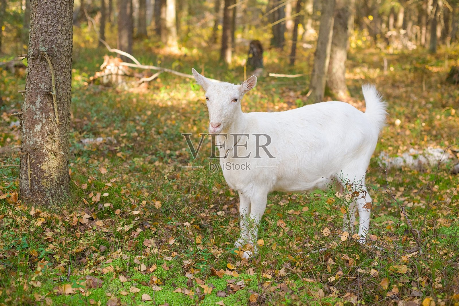 森林中的白色山羊照片摄影图片