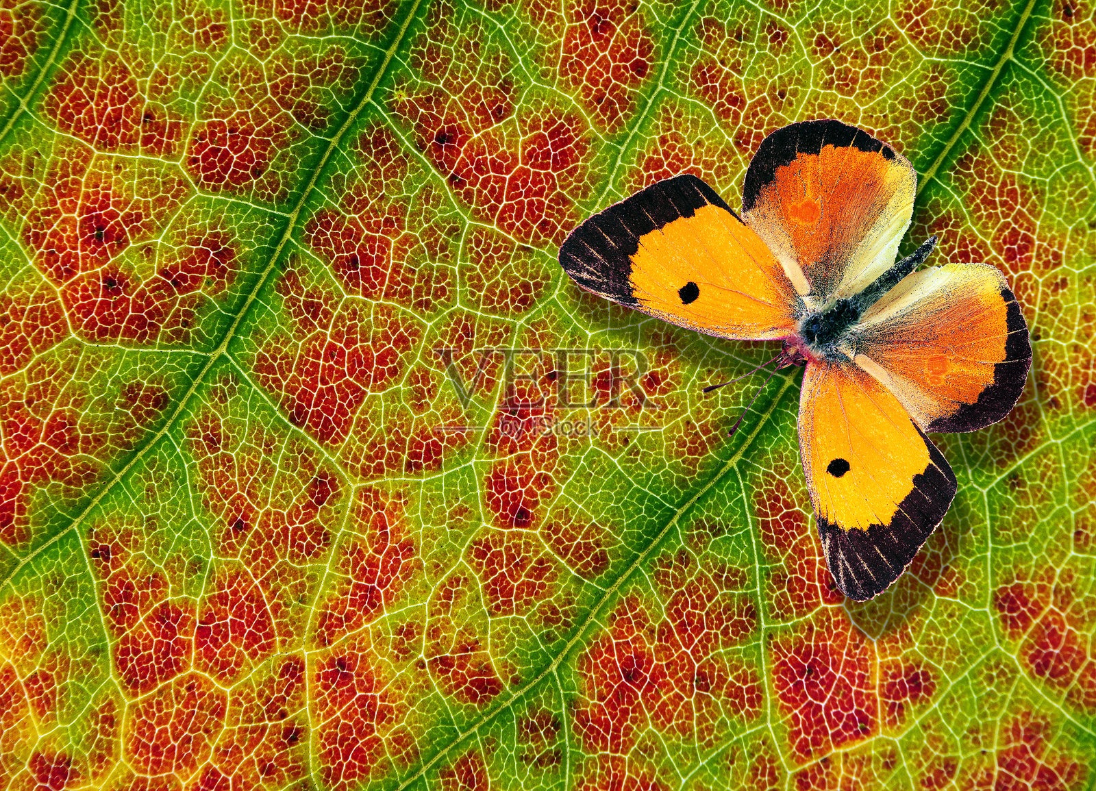 明亮的秋叶和橙色蝴蝶。落叶和蝴蝶特写。照片摄影图片