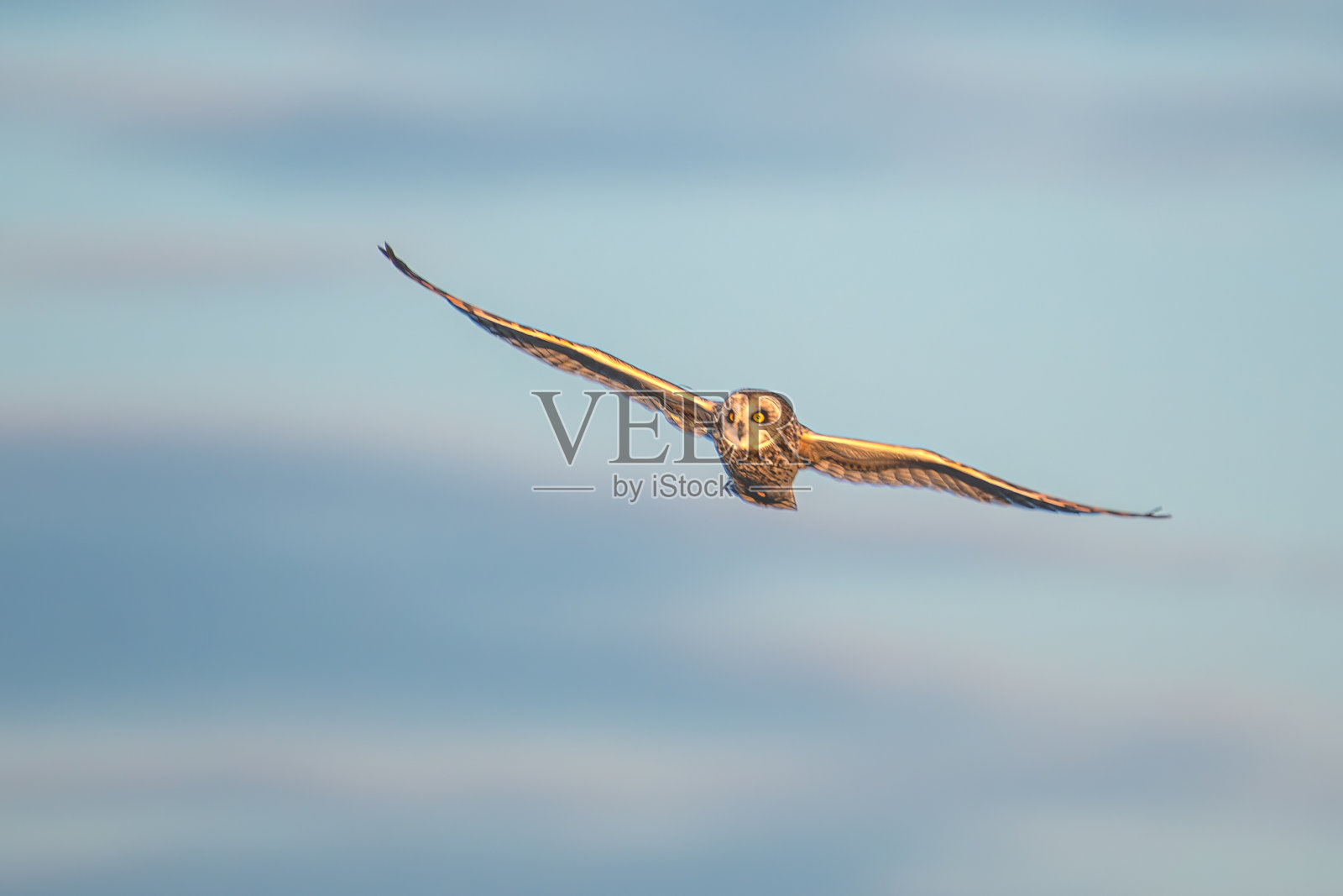 短耳鸮在飞行中照片摄影图片