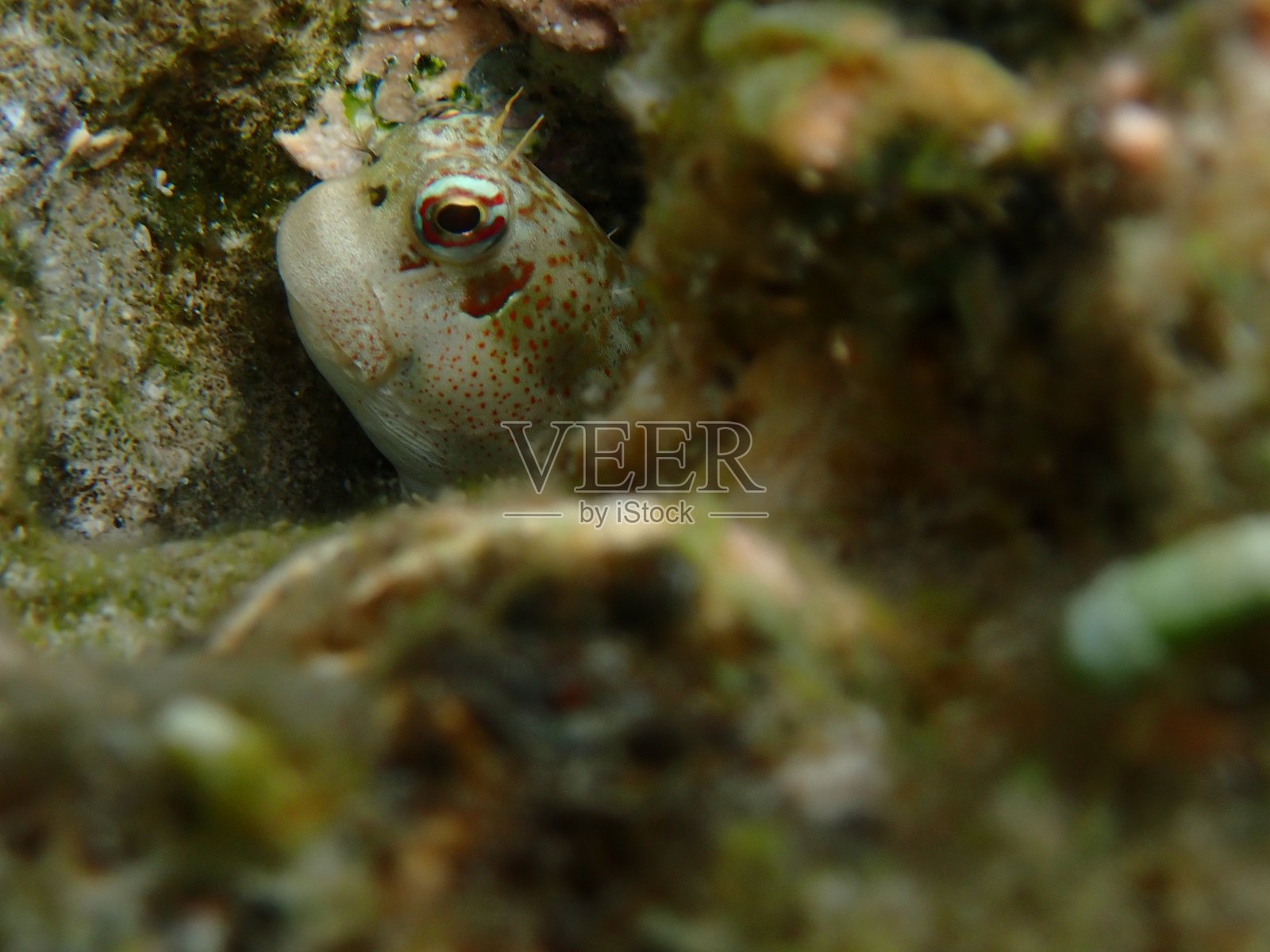 鳗鲶照片摄影图片