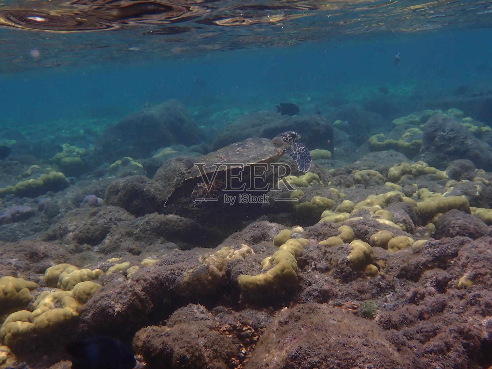 海龟照片摄影图片