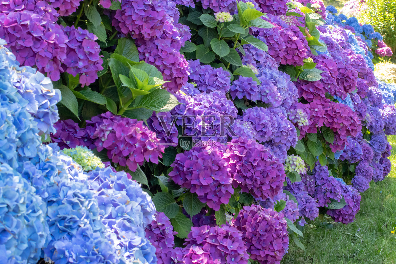 绣球花观赏灌木,紫色和蓝色花朵的花园篱笆。照片摄影图片