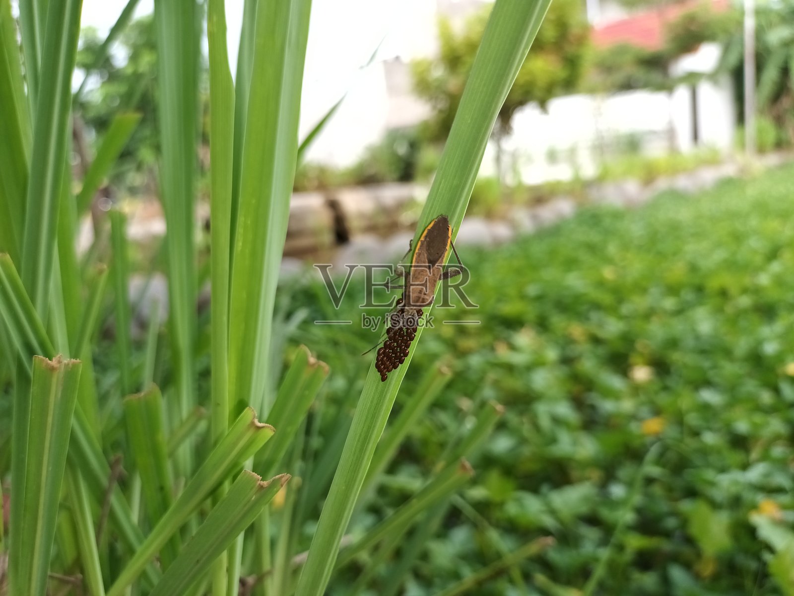 一只昆虫在叶子表面产卵照片摄影图片