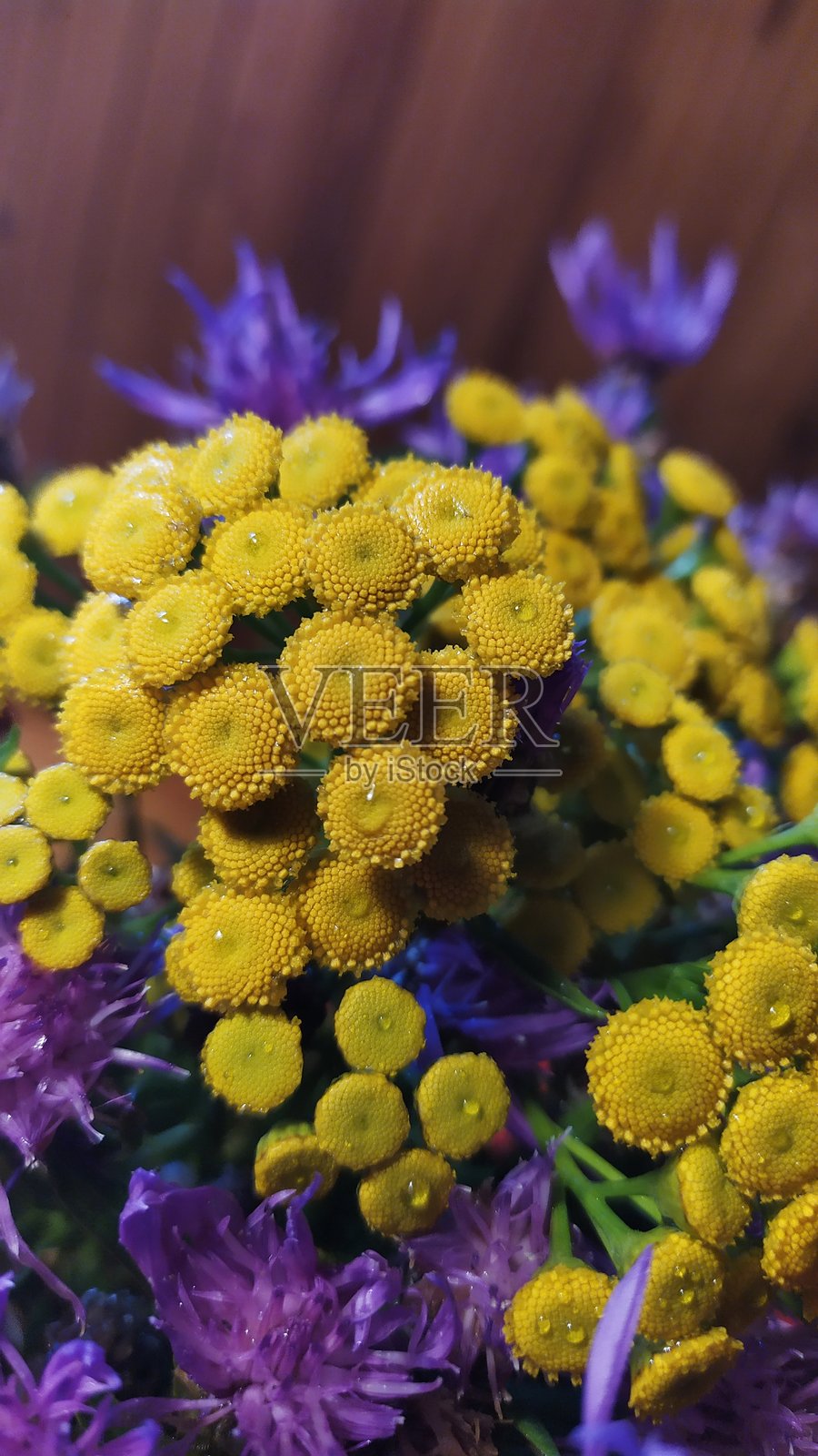 花园中不同的美丽花朵,2019年照片摄影图片