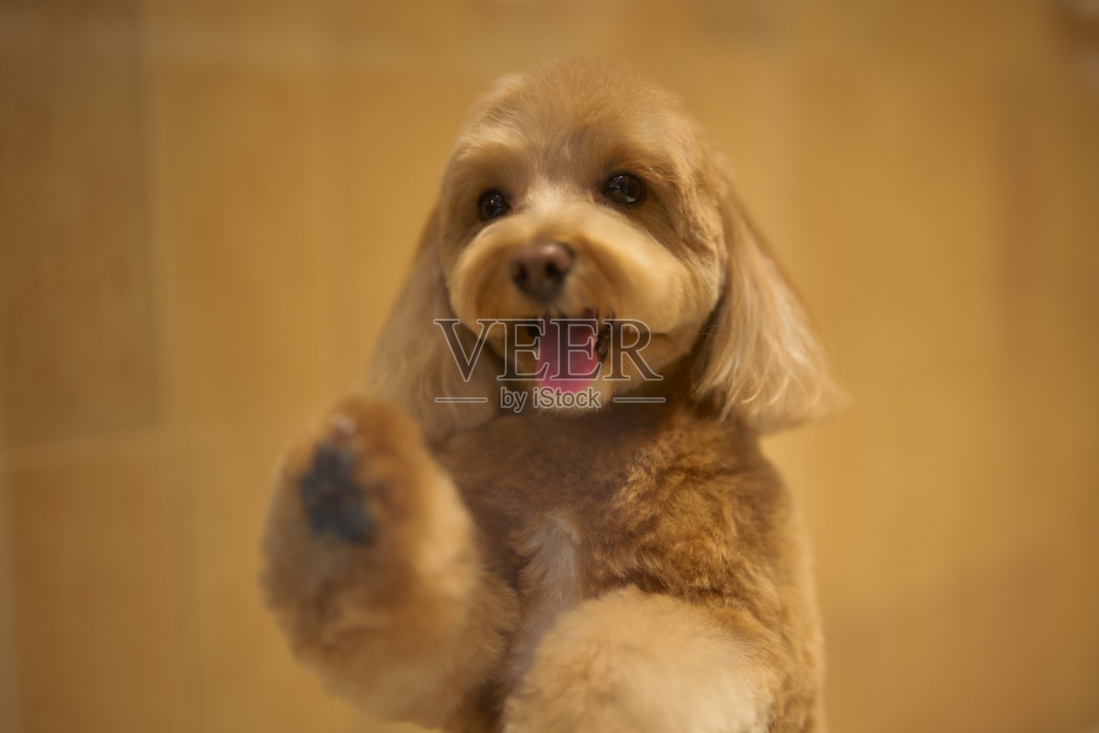 快乐的狗在舒适的室内环境中欢快地挥手照片摄影图片