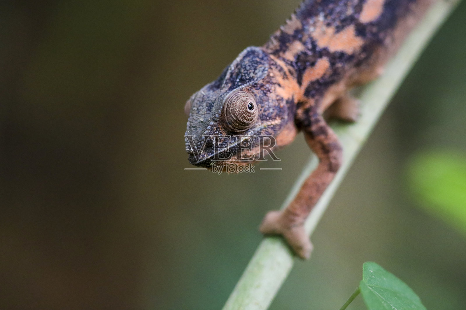 变色龙的肖像照片摄影图片