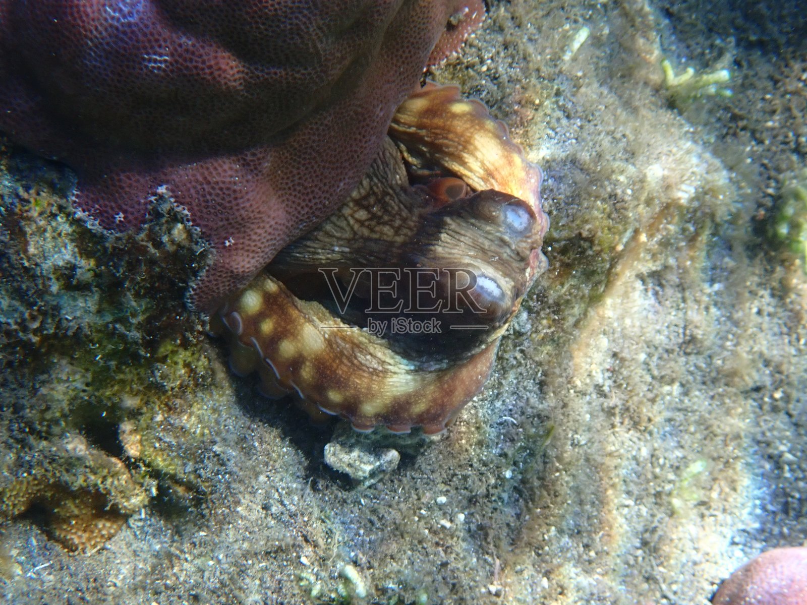 章鱼照片摄影图片