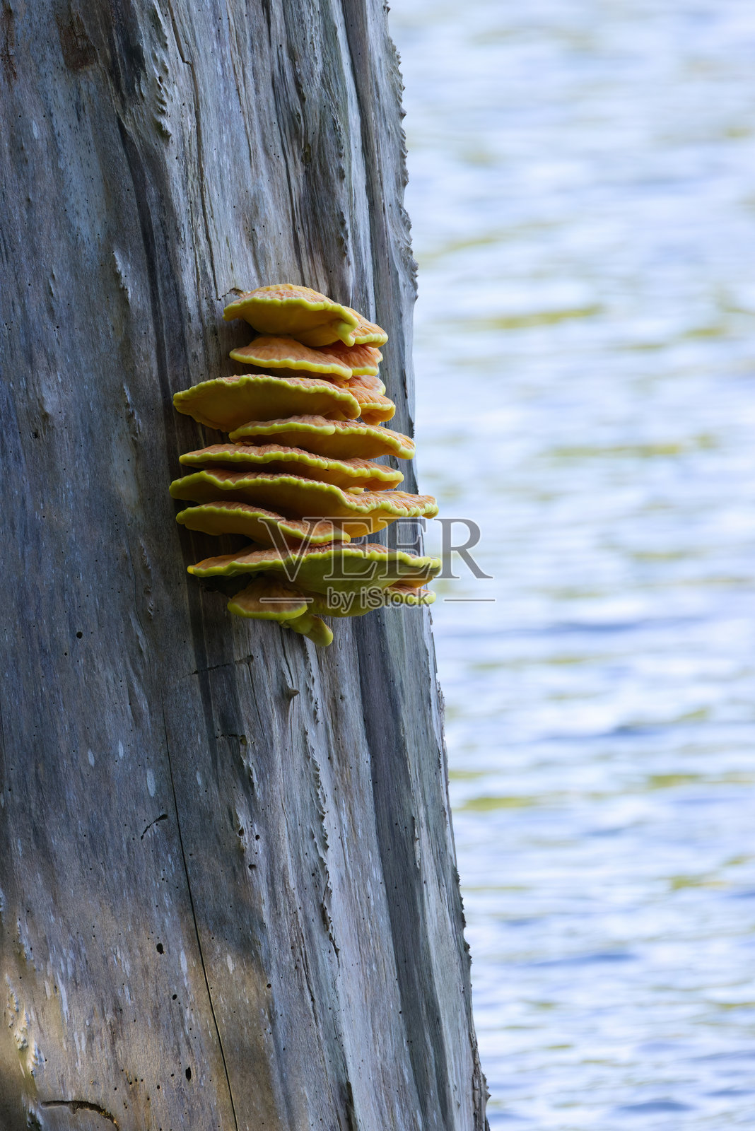 特写的黄色蘑菇,垂直生长在树干上,周围环绕着湖泊和绿色叶子,死树上有菌丝体。照片摄影图片
