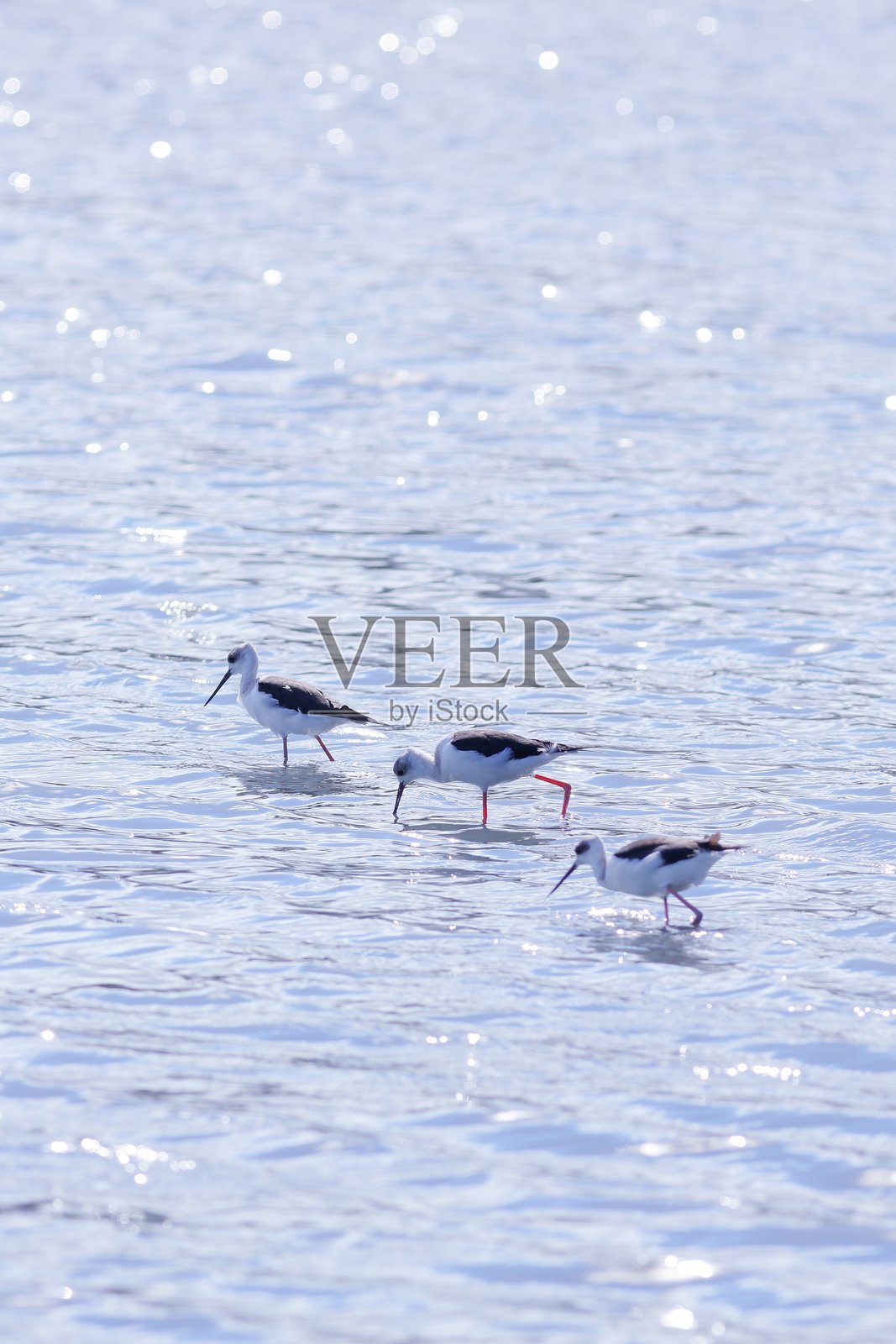三只白头鹬(Himantopus leucocephalus),也称为白头鹬,在新西兰南岛的怀科艾提霍克斯伯里泻湖野生动物保护区的浅水中觅食和栖息。照片摄影图片