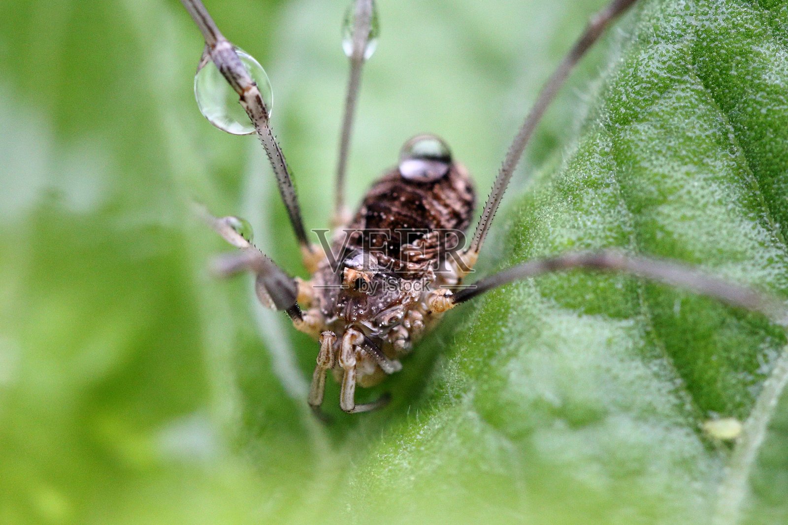 一只收获者(Opiliones)特写,身体上沾满雨滴,静静地栖息在花园中的绿叶上,位于新西兰达尼丁,背景模糊的绿色。照片摄影图片