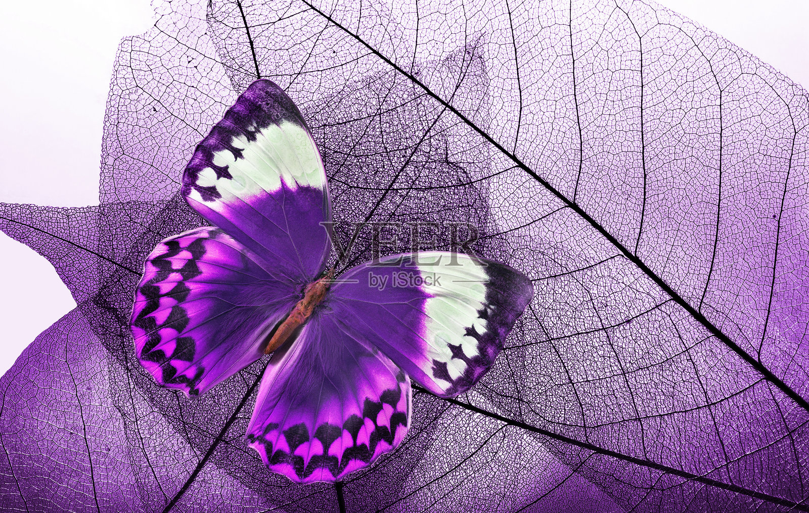 自然的紫色背景。紫色热带蓝闪蝶停在紫色的骨架叶子上。特写。照片摄影图片