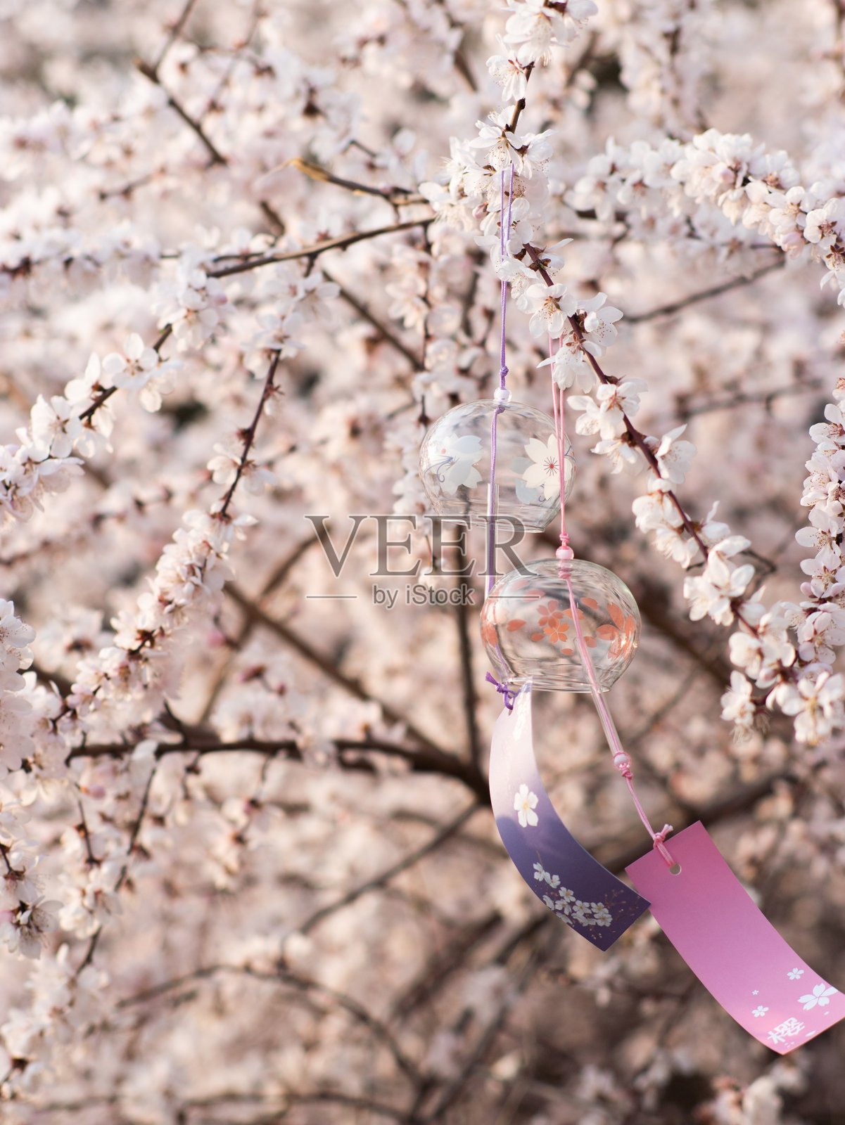 春天盛开的山桃花、梅花、樱花,蜜蜂在采蜜照片摄影图片