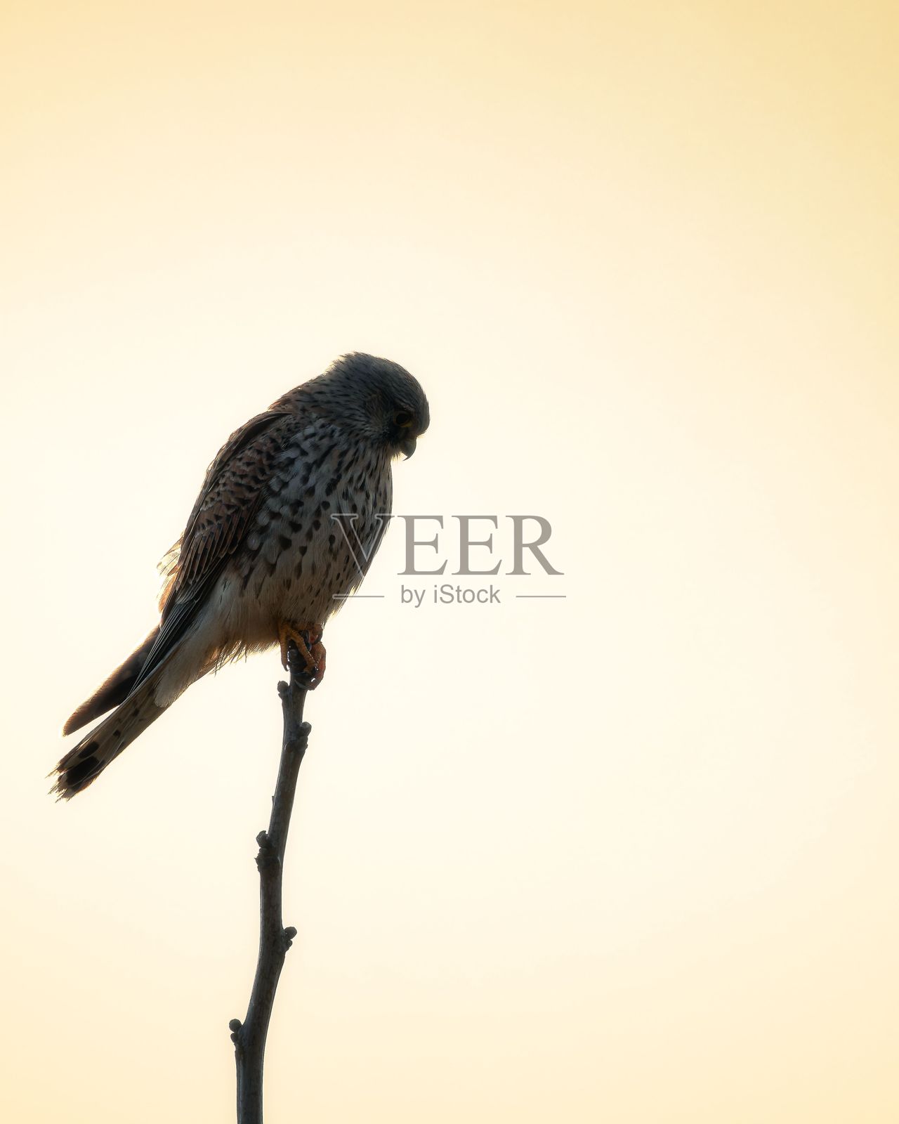 夕阳下的鸟类剪影照片摄影图片