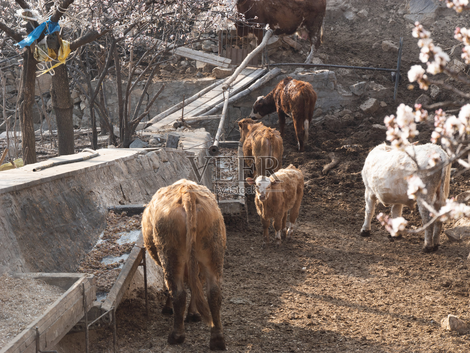 春天盛开的山桃花、梅花、樱花,蜜蜂在采蜜照片摄影图片