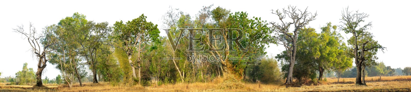 夏季叶子繁茂的森林,树木和植物众多,背景为白色。照片摄影图片