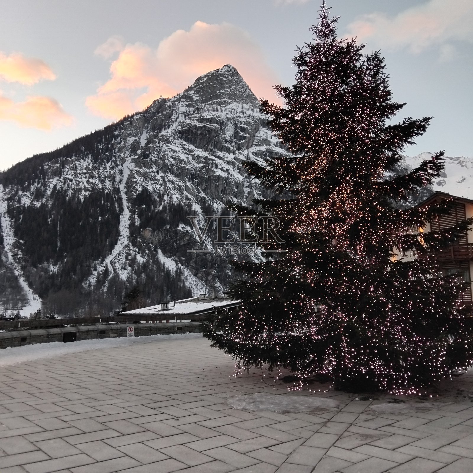 库尔马耶尔树照片摄影图片