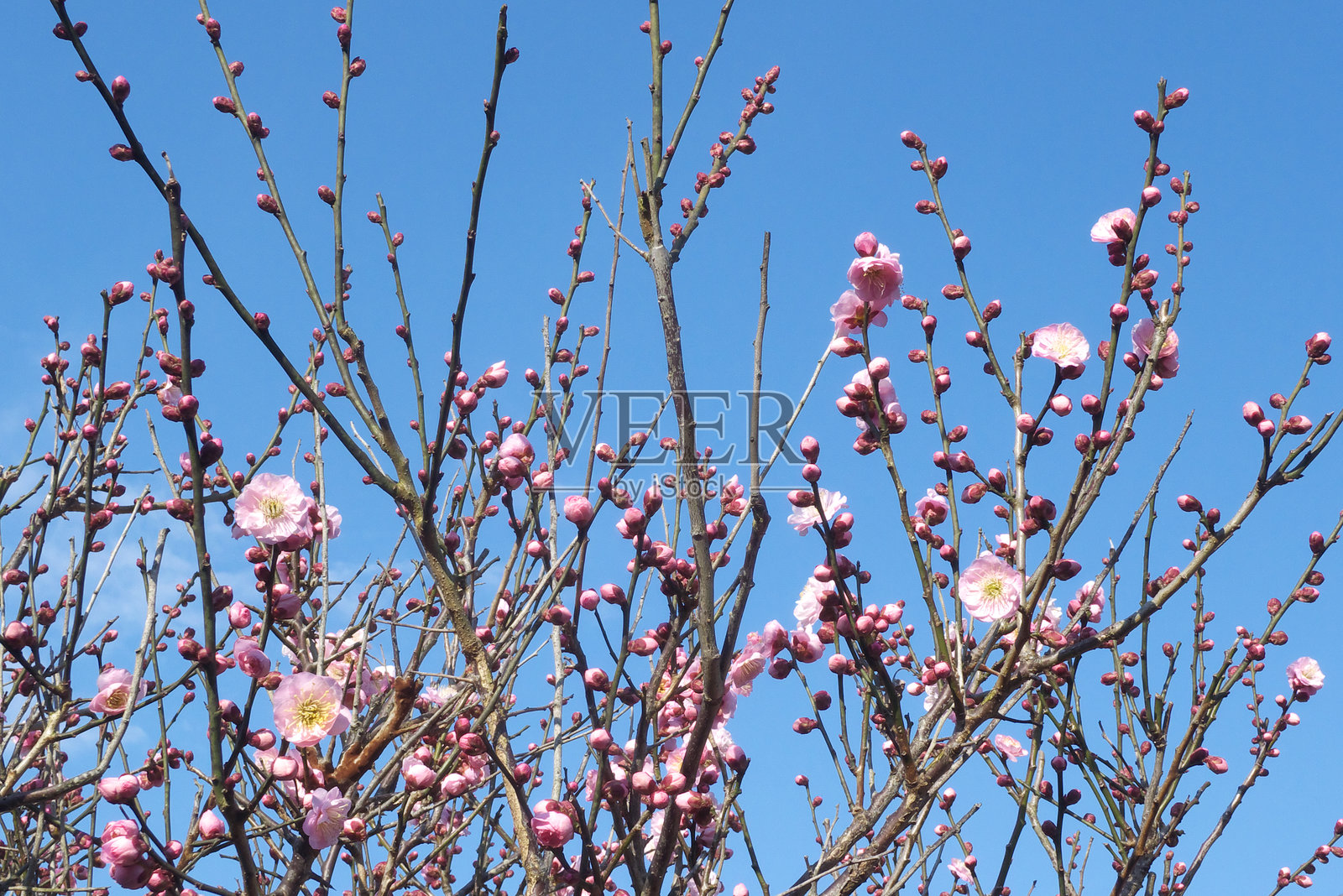 梅花 - 日本蓝天背景下的梅花照片摄影图片
