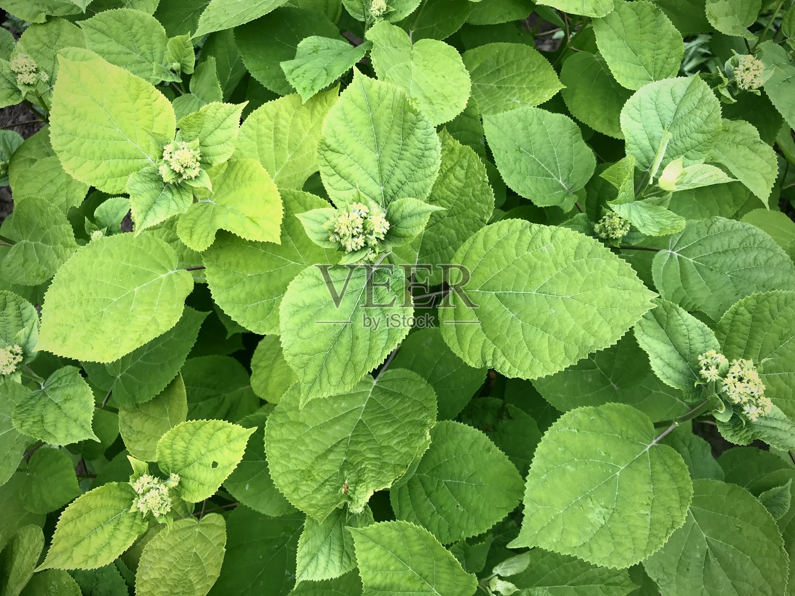 绿色叶子背景照片摄影图片