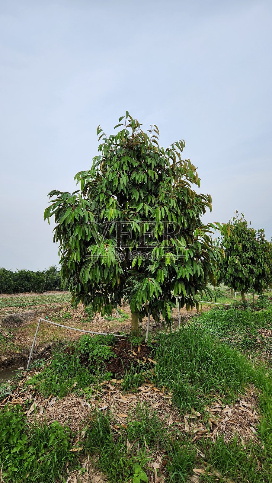 越南的榴莲树已经两岁。照片摄影图片