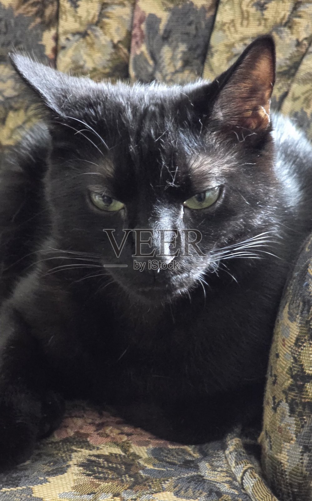 黑猫照片摄影图片