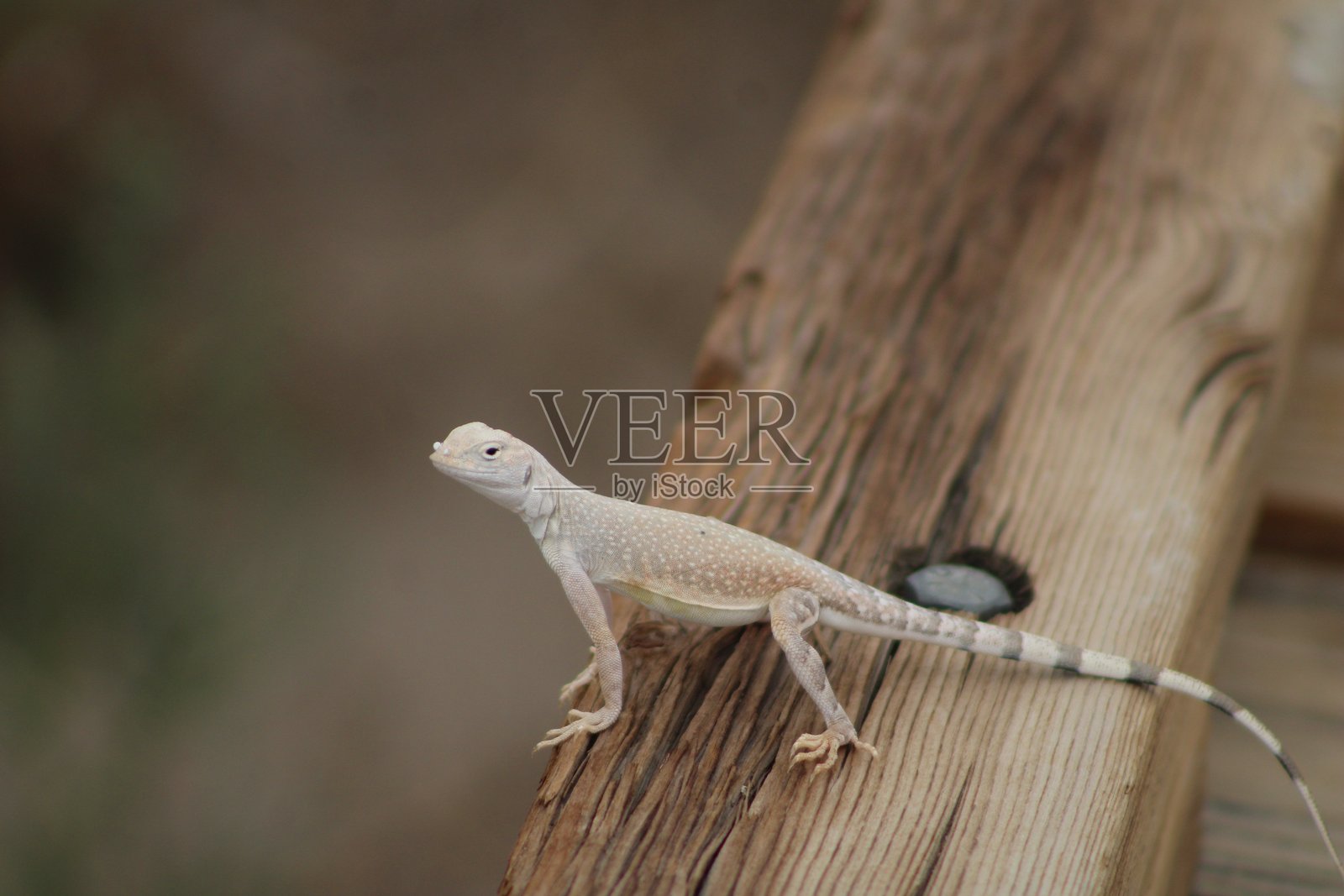 斑马尾蜥蜴照片摄影图片
