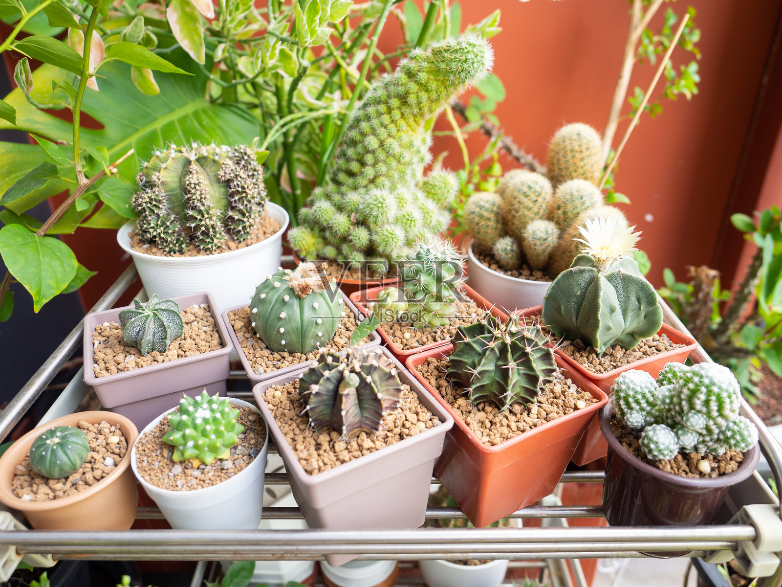 仙人掌植物 沙漠 多肉植物 绿色 树 盆栽 花园 室内植物 生活方式 自然 美丽 自然花卉 花卉 夏季 新鲜 热带 植物生长 刺 装饰 背景 选择性对焦照片摄影图片