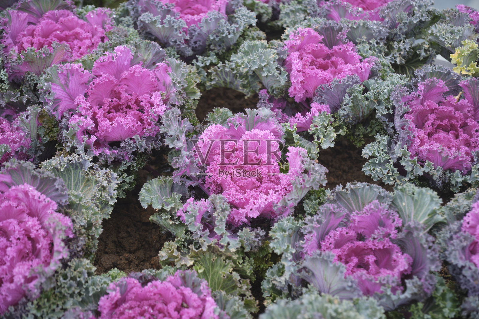 冰冻植物照片摄影图片