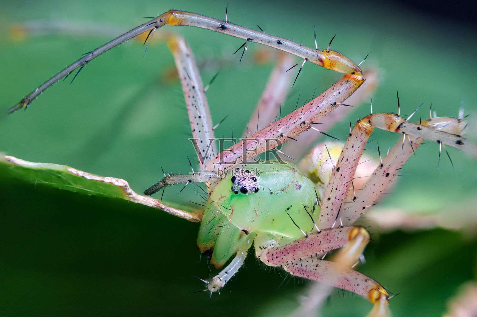 一只绿色的山猫蜘蛛在叶子上的特写。照片摄影图片