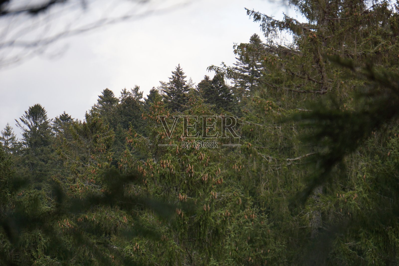 德国黑森林的树木和旅馆照片摄影图片