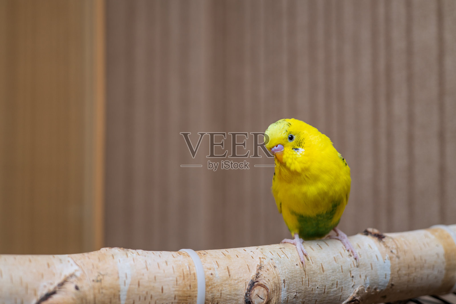 家中黄色波浪鹦鹉特写。美丽的观赏鸟横向照片。照片摄影图片