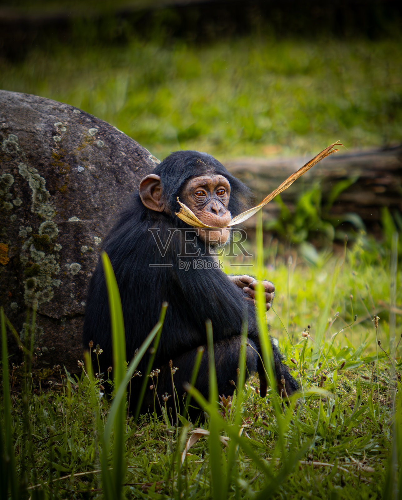 年轻有趣的小猩猩在自然环境中吃零食,面向镜头,背景为绿色。照片摄影图片