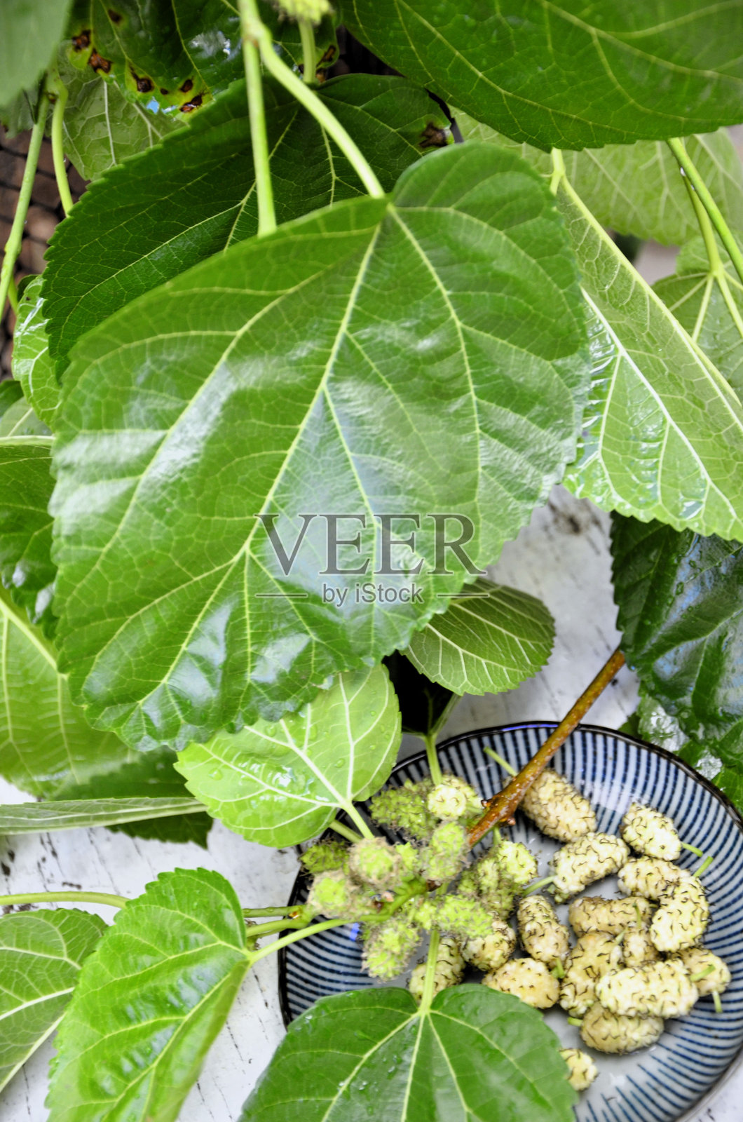 树叶中有白黑莓(morus alba)成熟的绿色果实照片摄影图片