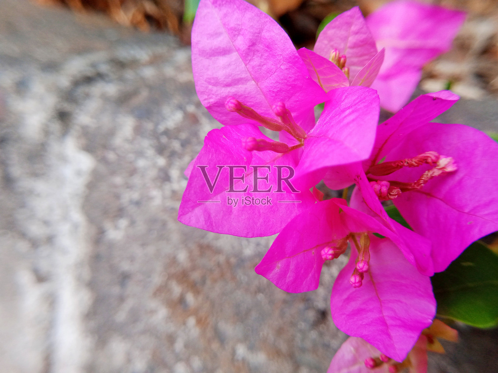 照片与植物和花卉主题和对象照片摄影图片