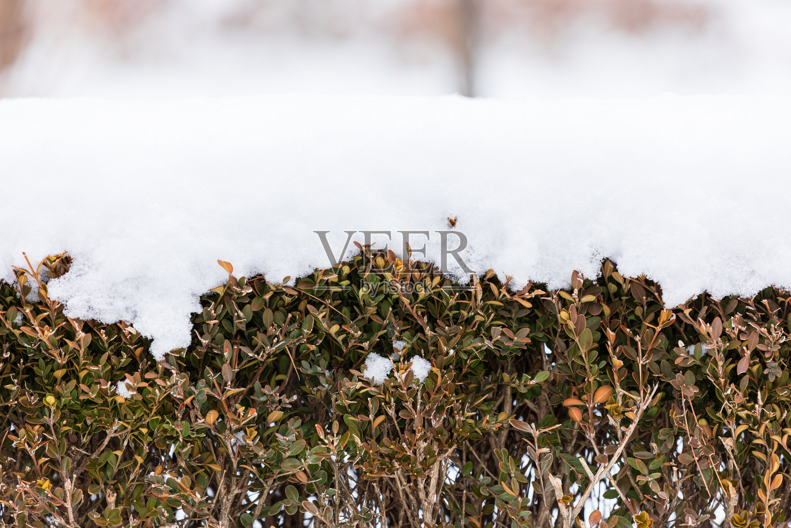 冬季花坛里积满了雪。照片摄影图片