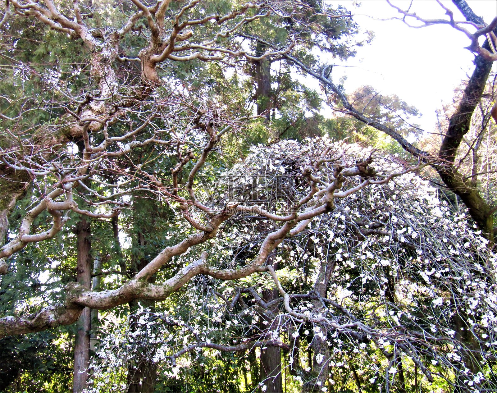 日本。二月。在公园。垂枝梅树。照片摄影图片