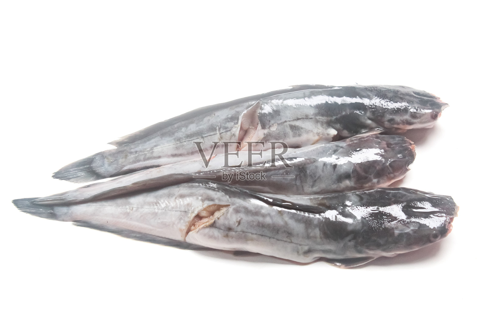 一些鲶鱼孤立在白色背景上照片摄影图片