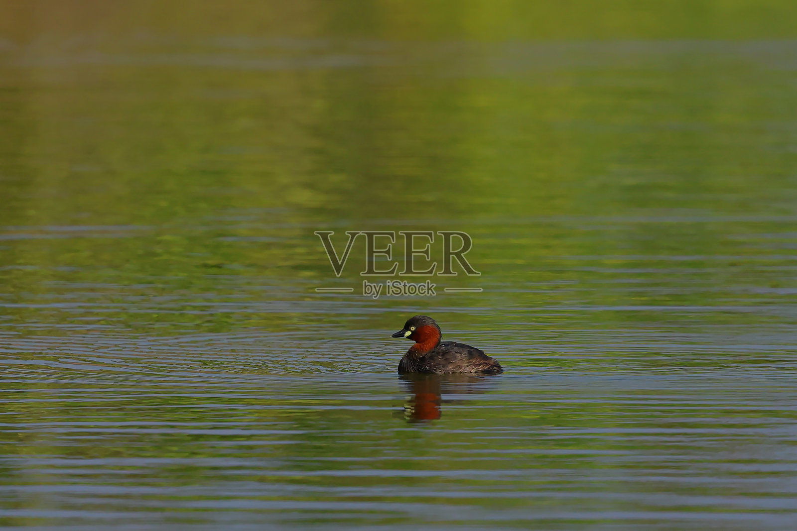 小鸊鷉照片摄影图片