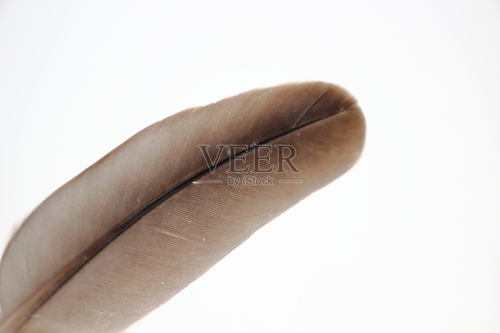 羽毛的沉默 - 一种宁静的存在照片摄影图片