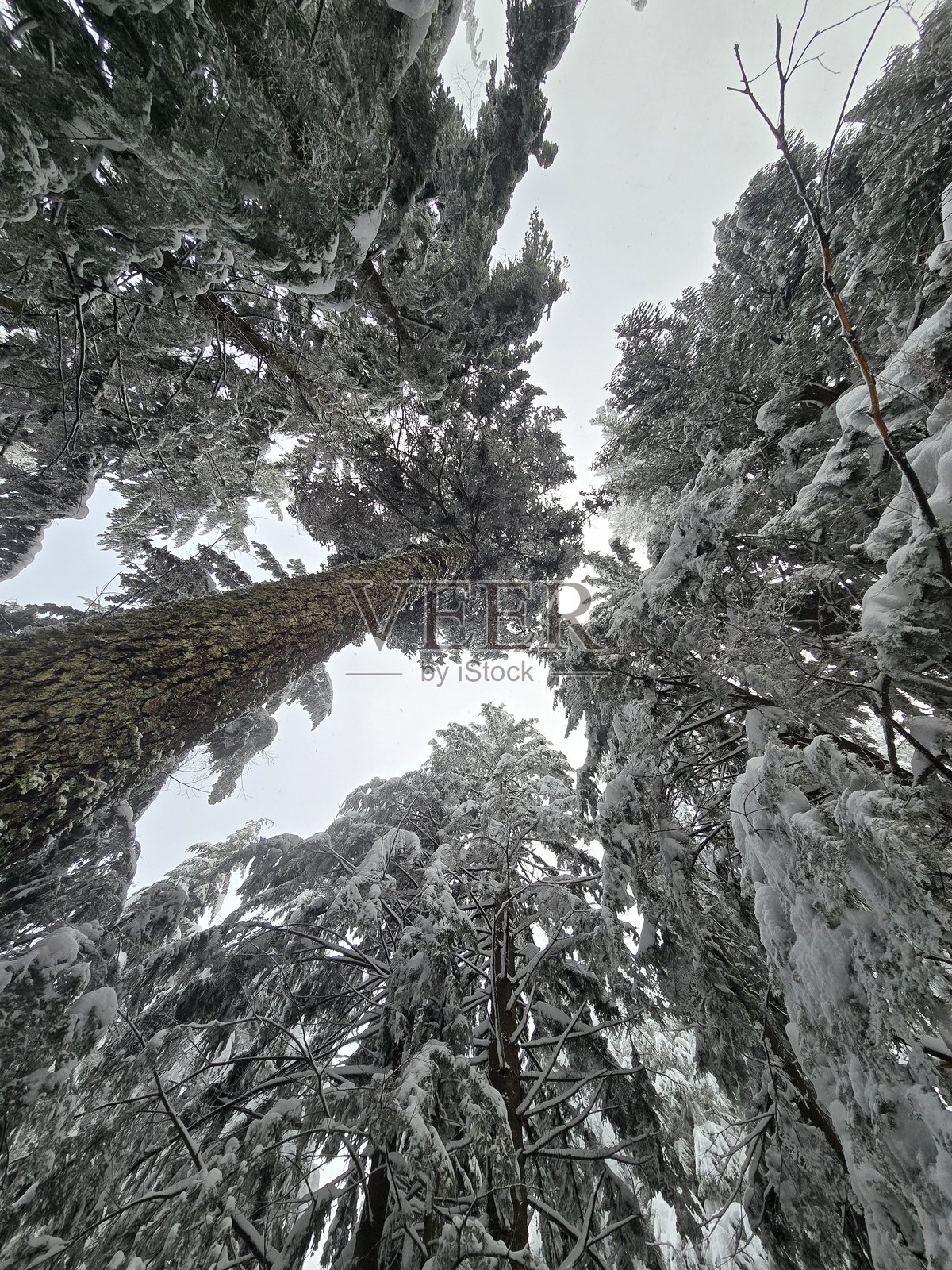 雪天照片摄影图片